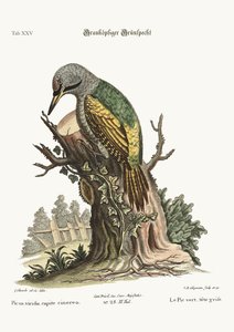 De grijskop groene specht, 1749-73